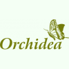 Orchidea